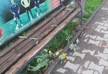 Тюльпановые клумбы в Шымкенте раздражают вандалов Вандалы в Шымкенте вырвали цветы с клумб