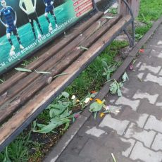 Тюльпановые клумбы в Шымкенте раздражают вандалов Вандалы в Шымкенте вырвали цветы с клумб