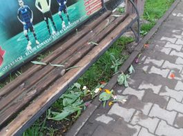 Вандалы в Шымкенте вырвали цветы с клумб