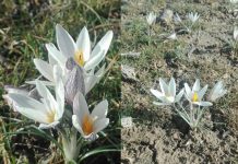 Шымкентцы радуются подснежникам, которыми усыпаны поляны прямо в городе Подснежники в Шымкенте