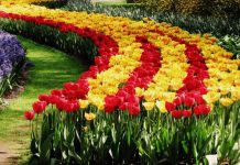 Казахстанцев приглашают в Шымкент на миллион тюльпанов