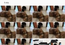 «Щенки мастифа бесплатно». WhatsApp-рассылку прокомментировал эксперт Щенков мастифа предлагают бесплатно