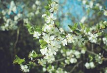 Чем порадует апрель? Весна в Шымкенте