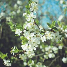 Чем порадует апрель? Весна в Шымкенте