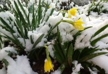 Снежную пятницу обещают шымкентцам синоптики Цветы и снег в Шымкенте