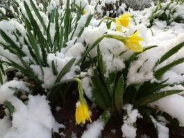 Цветы и снег в Шымкенте