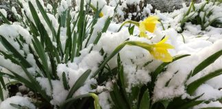 Штормовое предупреждение объявлено в Шымкенте и Туркестанской области Цветы и снег в Шымкенте