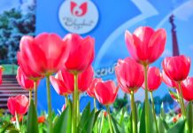 Шымкент вновь стал казахстанской столицей тюльпанов (фото) Тюльпаны в Шымкенте