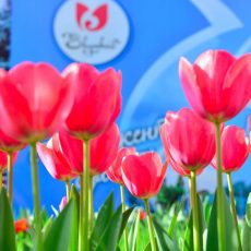 Прогноз погоды на 3 апреля Тюльпаны в Шымкенте
