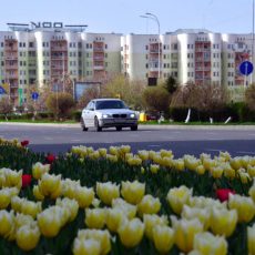 Отопительный сезон завершили в Шымкенте Тюльпаны в Шымкенте