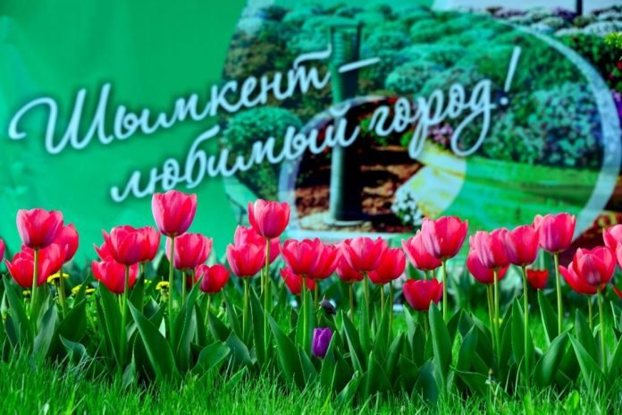 Тюльпаны в Шымкенте