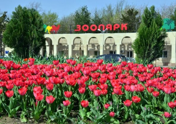 Тюльпаны в Шымкенте