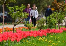 Численность жителей Шымкента должна достигнуть 1,5 миллиона человек Тюльпаны в Шымкенте