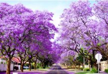 Предприниматель из Сарыагаша мечтает засадить павловнией весь Шымкент Павловния