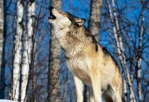 На нападения волков и коррупцию чиновников пожаловались сельчане из ЮКО министру Сельчане заявили, что ежегодно теряют сотни голов домашнего скота из-за нерешенных проблем в их районе