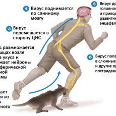 Как защитить себя от бешенства Заражение бешенством