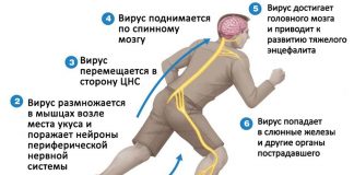 Как защитить себя от бешенства Заражение бешенством