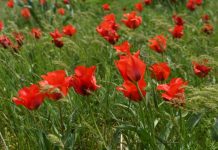 Когда и где пройдет Фестиваль тюльпанов фестиваль тюльпанов