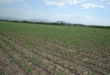 В Тюлькубасском районе ЮКО увеличивают площадь яблоневых садов Молодой яблоневый сад