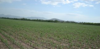 В Тюлькубасском районе ЮКО увеличивают площадь яблоневых садов Молодой яблоневый сад