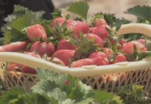 Клубничный сезон в Туркестанской области: результаты оказались неожиданными клубника в Сарыагашском районе