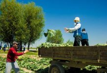 В ЮКО начался сбор капусты Сбор капусты в ЮКО
