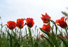 Сколько дней казахстанцы отдохнут в мае Фестиваль тюльпанов в ЮКО