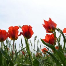 Сколько дней казахстанцы отдохнут в мае Фестиваль тюльпанов в ЮКО