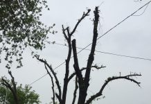 Остановите грубую обрезку деревьев в Шымкенте Обрезанные деревья