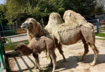 Сухое верблюжье молоко из Туркестанской области будут эспортировать в Китай Верблюдица с детенышем в зоопарке