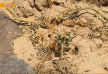 Ситуация с нашествием саранчи на юге страны стабилизировалась Саранча