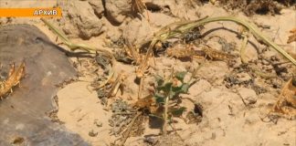 Эксперты ФАО помогут Туркестанской области бороться с саранчой Саранча