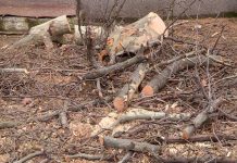 В Шымкенте напомнили об ответственности за незаконную вырубку зеленых насаждений вырубка деревьев