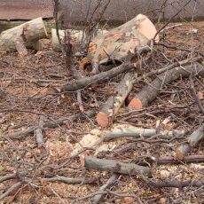 В Шымкенте напомнили об ответственности за незаконную вырубку зеленых насаждений вырубка деревьев