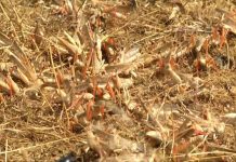 В Туркестанской области проводится дополнительная обработка против саранчи Нашествие саранчи угрожает южным районам