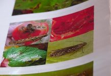 В Шымкенте обнаружена томатная моль Томатная моль