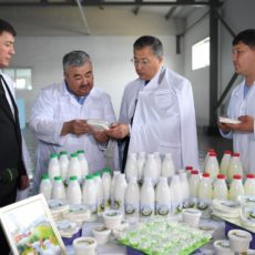 Впервые в ЮКО приступили к выпуску продукции из козьего молока В ЮКО выпускают продукцию из козьего молока