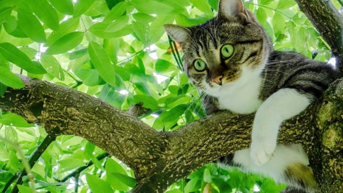 кошка на дереве