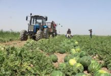 Мактааральские крестьяне отправили в Россию первый урожай дынь и арбузов Сбор арбузов