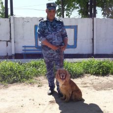 Служебный пёс помог полицейским ЮКО обнаружить наркотики служебная собака обнаружила наркотики