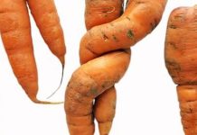 Почему для мирной жизни важно полюбить некрасивые фрукты и овощи Морковь