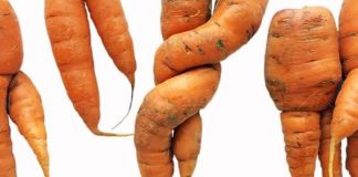 Почему для мирной жизни важно полюбить некрасивые фрукты и овощи Морковь