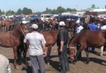 160 голов скота без документов пытались продать на рынке в ЮКО скотный рынок, лошади