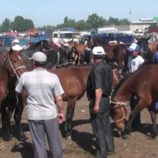 160 голов скота без документов пытались продать на рынке в ЮКО скотный рынок, лошади