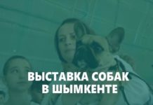 160 собак приняли участие в Международной выставке собак в Шымкенте