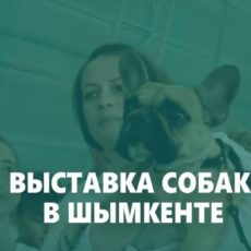 160 собак приняли участие в Международной выставке собак в Шымкенте