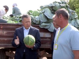 Аким ЮКО побывал на полях и узнал по какой цене крестьяне продают капусту