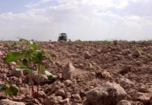 В ЮКО не нашлось поставщиков химических препаратов от вредителей хлопка Хлопковое поле в Мактаральском районе