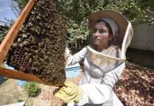 Первый Всемирный день пчел будет отмечаться 20 мая 2018 года Пчеловодство