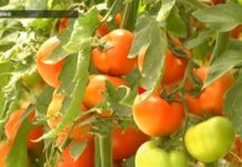 Современную теплицу мощностью 36 тыс. тонн томатов в год построят в Шымкенте Помидоры в теплице